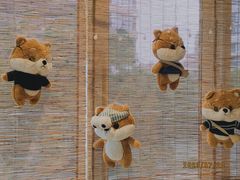 -南京Hallo宠物乐园·哈罗犬舍·柴犬繁育基地