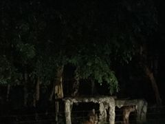 -清迈夜间动物园