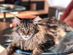 -瞄一喵猫咖(格力海岸店)