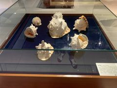 -青岛贝壳博物馆