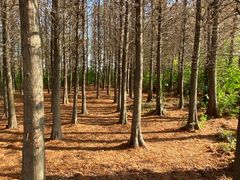 -溱湖国家湿地公园