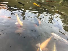 -白洋淀景区