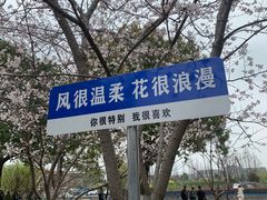 -高东镇樱花园