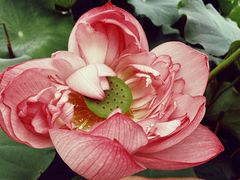 -陈家山荷花公园