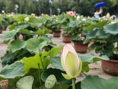-莲花池公园