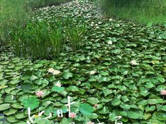 -宁波杭州湾国家湿地公园