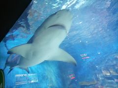 -烟台海昌鲸鲨海洋公园