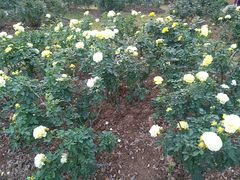 -人民公园(罗湖区)