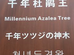 -王顺山国家森林公园