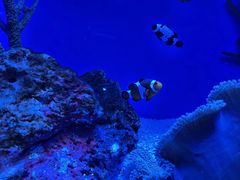 -上海海洋水族馆