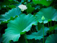 -莲池书院博物馆