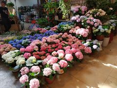 -双季花艺园艺市场(浦东店)