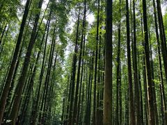 -山王坪喀斯特国家生态公园
