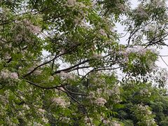 -火炉山森林公园