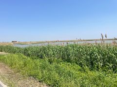 -盐城丹顶鹤湿地生态旅游区