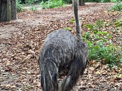 -阿提斯皇家动物园