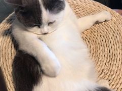 -Cappucimeow猫咪咖啡馆(韦伯时代店)