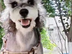 -读宠于你·约克夏比熊·睫角守宫·爬宠售卖(高新店)