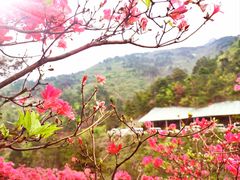 -木兰云雾山