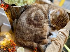 -咖法森林·咖啡  酒吧(天河店)