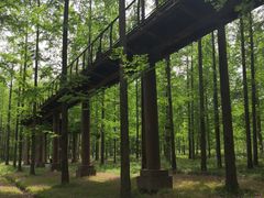 -黄海国家森林公园