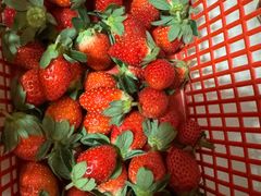 -喜杨洋草莓采摘园