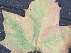 -SFC上影影城(淞南店)