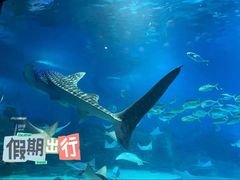 -烟台海昌鲸鲨海洋公园