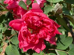 -北京西山国家森林公园