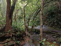 -深圳仙湖植物园