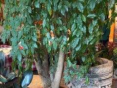 -慢丽江·云南野生菌土鸡锅(付家庄店)
