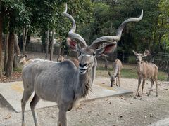 -清迈夜间动物园