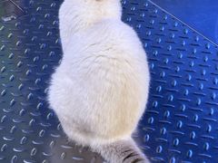 -满记甜品(王府井北京市百货大楼店)