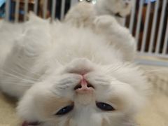 -藏猫猫咖啡主题馆(中央大道店)