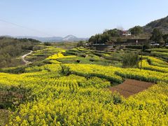 -桑洲油菜花景区