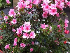 杜鹃花盛开-厦门良筑精品酒店(厦门中山路店)