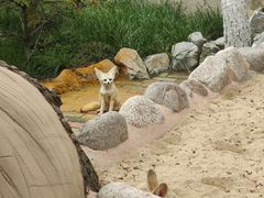 -西霞口神雕山野生动物世界
