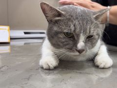 -四月宠物医院·猫专科·心脏专科·内科(转塘店)