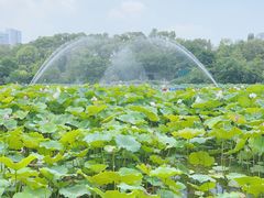-桂湖森林公园