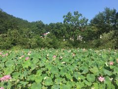 -罗田大别山峡谷漂流