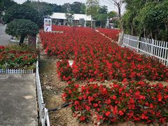 -广东花都香草世界旅游度假区