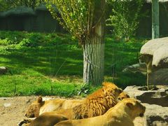 -北京野生动物园