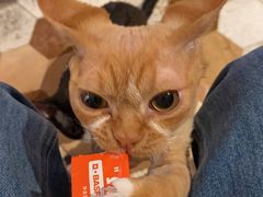 -宠爱国际动物医院·消化内科·心肾内科·ISFM猫友好(望京店)