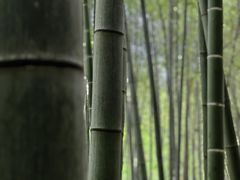 -石塘人家