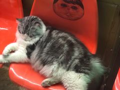 -猫咪博物馆(顶澳仔猫街店)