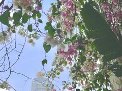 -深圳国际园林花卉博览园