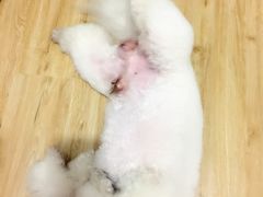 -瑞派宠物医院·24小时骨科·心脏·核磁(哈尔滨南岗店)