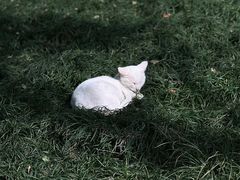 -西园寺