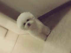 -瑞鹏瑞爱宠物医院·全科·猫科·血液透析中心(龙头寺店)