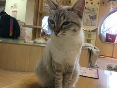 -猫和宫(六道口店)